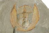 Large Declivolithus Trilobite (Pos/Neg) - Mecissi, Morocco #283762-2